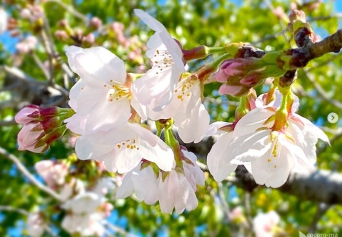 高槻城跡公園　桜の季節