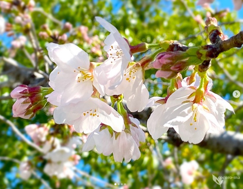 高槻城跡公園 #桜の季節